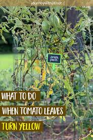 We did not find results for: Yellow Leaves At The Bottom Of Your Tomato Plants The Beginner S Garden Tomatoes Plants Problems Tomato Disease Plant Problems