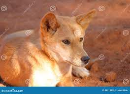1,215 Wild Dingo Stock Photos - Free & Royalty-Free Stock Photos from  Dreamstime