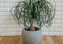 A a's amd amd's aol aol's aws aws's aachen aachen's aaliyah aaliyah's aaron aaron's abbas abbas's abbasid abbasid's abbott abbott's abby abby's abdul abdul's abe abe's abel abel's Ponytail Palm Plant Care Growing Guide
