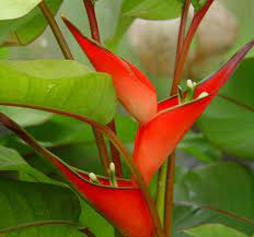 Great savings free delivery / collection on many items. Aloha Tropicals Exotic Trees Tropical Plants Flowers