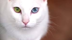 Most Expensive Cat Breeds Youtube Cat Breeds Cats Animals Beautiful
