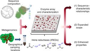 We did not find results for: Screening And Characterization Of A Diverse Panel Of Metagenomic Imine Reductases For Biocatalytic Reductive Amination Nature Chemistry