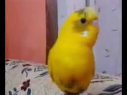 Muhabbet Kusu Konusmasi Kos Kos Kos Youtube