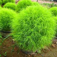 Pin On Gardening Seeds