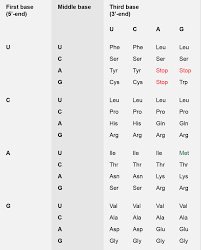 transcription translation and replication