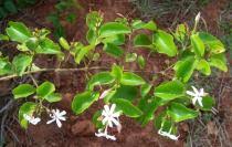 Image result for Jasminum dichotomum