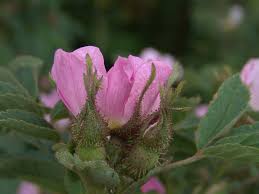 Image result for Landolphia villosa