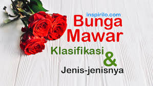 Mimpi terkadang bukan hanya sebuah bunga tidur semata, mimpi juga kadang merupakan pertanda bagi kehidupan kita kedepan. 50 Gambar Bunga Mawar Rose Beserta Klasifikasi Jenis Jenisnya