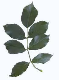 Image result for Rosa sp.