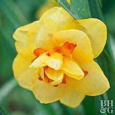 17 Top Daffodils Daffodils Amaryllis Flowers Bloom
