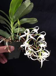 Image result for Cyrtorchis arcuata