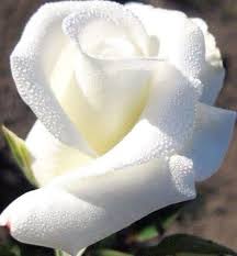 Pin En Imagenes Jardines Y Flores