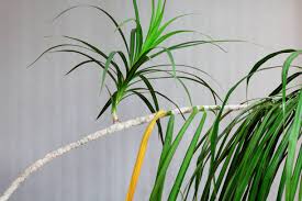 Image result for Dracaenaceae