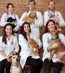 No matter the time of day or night, our skilled veterinarians are on duty to support your pet. Our Team In Chicago Il West Loop Veterinary Care