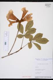 Image result for Handroanthus chrysotrichus