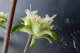 Image result for Hyptis