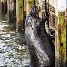 Instagram Photo By Destinationwarrnambool Apr 29 2016 At 10 46am Utc Instagram Posts Instagram Warrnambool