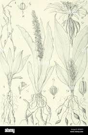 Image result for Chlorophytum macrophyllum