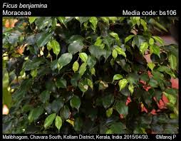 Image result for Moraceae