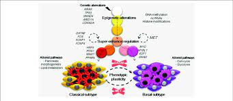 Redeemable warrants each whole warrant exercisable for one class a ordinary share at an exercise price of $11.50 (pdac+) stock price and volume charts for most. Developmental Model For Pdac Phenotypes Carcinogenesis Is Initiated Download Scientific Diagram