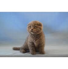 Birchfield British Shorthair S British Shorthair Cat Breeder Brisbane Qld