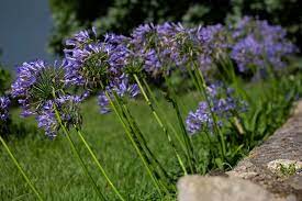 How To Grow And Care For Agapanthus Gardener S Path