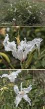 Image result for Bauhinia macrantha