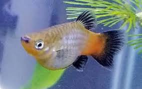 Difference Between Male Female Angel Fish | Aquarium Fish, Angel Fish,  Tropical Freshwater Fish