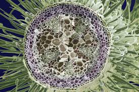 Either one of the two organs that people and animals use to breathe air. Learn About Plant Cell Types And Organelles