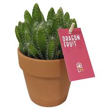 The plant the fruit comes from is actually a type of cactus of the genus hylocereus, which includes about 20 different species. 4 Dragon Fruit Cactus Upgrade Live Plants Meijer Grocery Pharmacy Home More