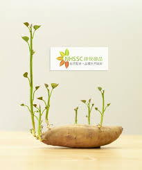 吃地瓜 鈣質流失out 好處多多的養生食物 地瓜 屬鹼性食物 富含大量的膳食纖維 蛋白質 澱粉 果膠 氨基酸 維生素a b c e 鉀 鎂 鈣等營養元素 除了廣為人知的排便排毒 減肥 降血脂血糖 功效 亦可中和體內因吃太多肉 蛋 或疲勞引起 累積過多的酸