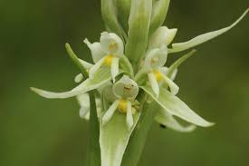 Image result for Satyrium trinerve