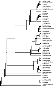 We did not find results for: An Early Cambrian Ecdysozoan With A Terminal Mouth But No Anus Biorxiv