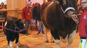 Fêtard avait été sacré taureau champion du monde lors du dernier salon de l'agriculture à paris avec 1950 kilos sur la balance. Mort Accidentelle De Fetard Le Plus Lourd Taureau Du Monde L Express
