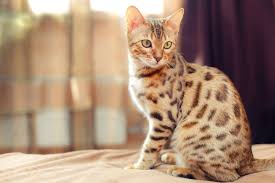 What Is A Cat Cats Guide Omlet Uk