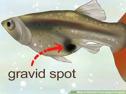 Guppy Breeders How To Identify Pregnant Guppies Gravid Facebook