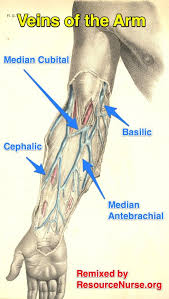 Veins Of The Arm Chart Phlebotomy Medical Laboratory