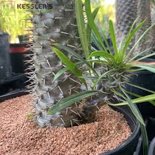 Image result for Trilepisium madagascariense