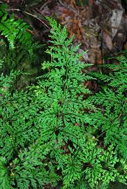 Image result for Odontosoria africana