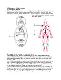 Superior & inferior vena cava: Circulatory System Notes