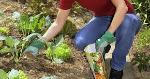 Gemuse Dungen Tipps Fur Eine Reiche Ernte Garten Gartentipps Pflanzen