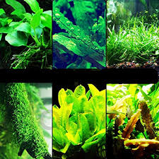 I wanted to know if it's safe to use old aquarium decor from an old tank. 20 Awesome Aquarium Decorations Ideas Build Your Aquarium