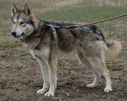 If you prefer adopting, the nis has a rescue set up. 8 Wolf Like Dog Breeds Huskies Wolfdogs And More