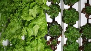 Data From Our Growers How The Lgm Stacks Up Freight Farms Urban Farming Hydroponics Hydroponic Growing