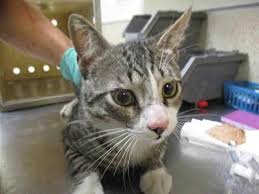 Adopt a kitten or cat from san diego county's helen woodward animal center today! Https Www Adoptapet Com Pet 21723038 Jurupa Valley California Cathttps Www Adoptapet Com Pet 21711720 Jurupa Valley California Ca Kitten Adoption Pets Cats