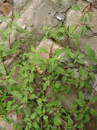 Image result for Amaranthus deflexus