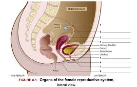 Medical Terminology Chapter 8 Female Reproductive System Diagram Quizlet