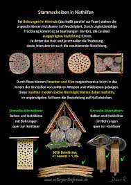 Watch full episodes free with your tv subscription. Angebohrte Baumscheiben Als Nisthilfen Fur Solitare Wildbienen Und Wespen Wildbienenschutz Im Naturgarten