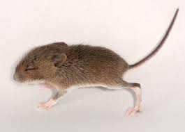 Add in dad and watch your family grow! Mouse Fact Sheet Tiggywinkles