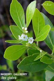Graytwig leaves are somewhat thin, elliptic with small white flowers are produced in large clusters at the branch tips in summer, are quite showy and very attractive to honey bees. Inkberry Gallberry Ilex Glabra Florida Native Plants Florida Plants Native Plants
